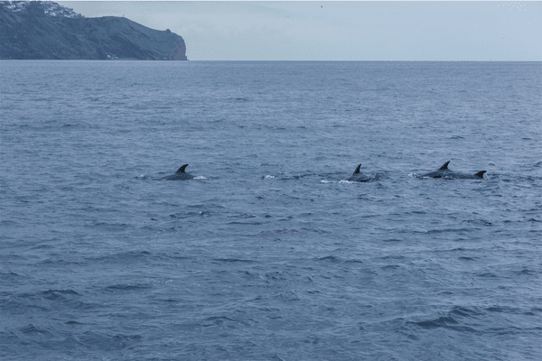 Madeira day trips