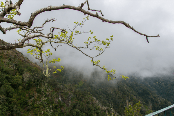 Madeira roadtrip