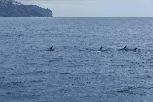 dolphin spotting in madeira