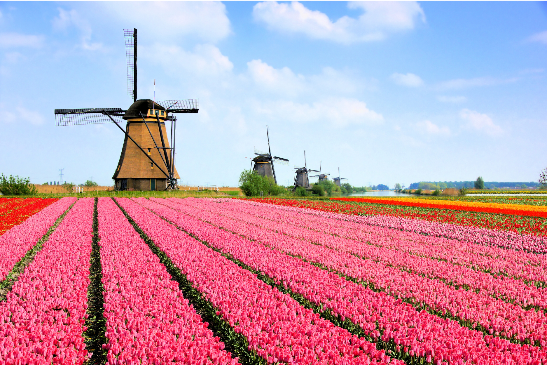 spring in the netherlands