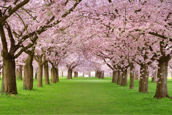 cherry blossom park amsterdam