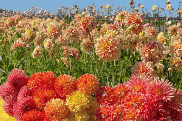 netherlands flower fields