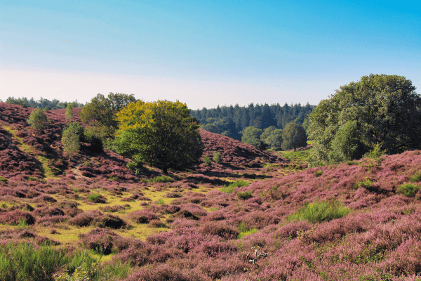 heather fields netherlands