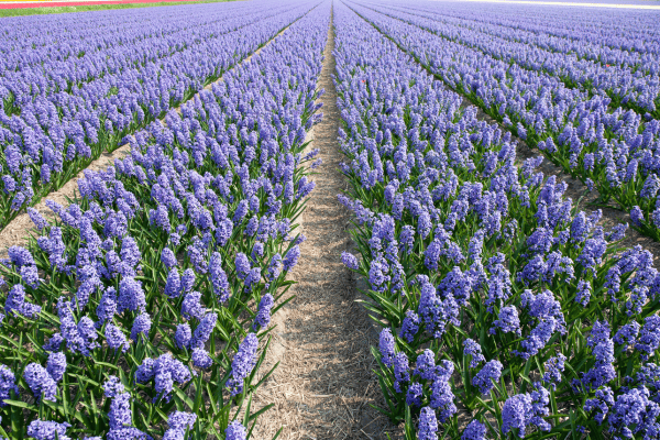 dutch hyacinth fields