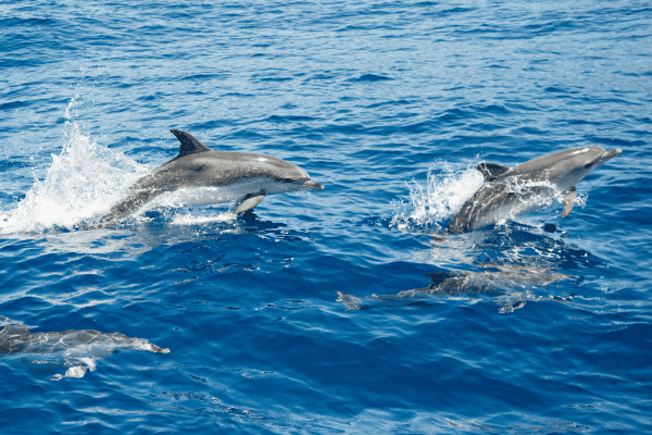 dolphin and whale spotting canary islands
