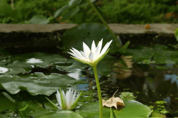 hortus botanicus leiden