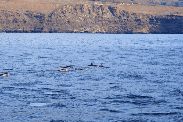 Dolphin excursions in tenerife