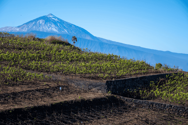 excursions tenerife