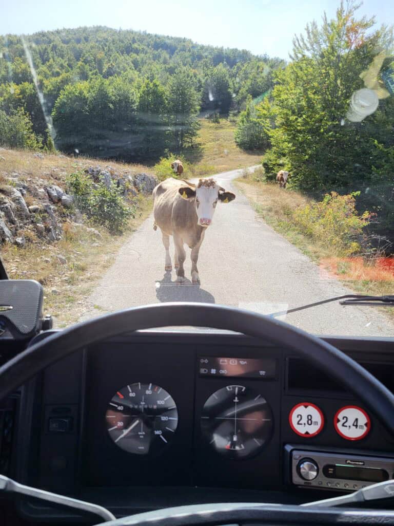 livestock on the road in montenegro