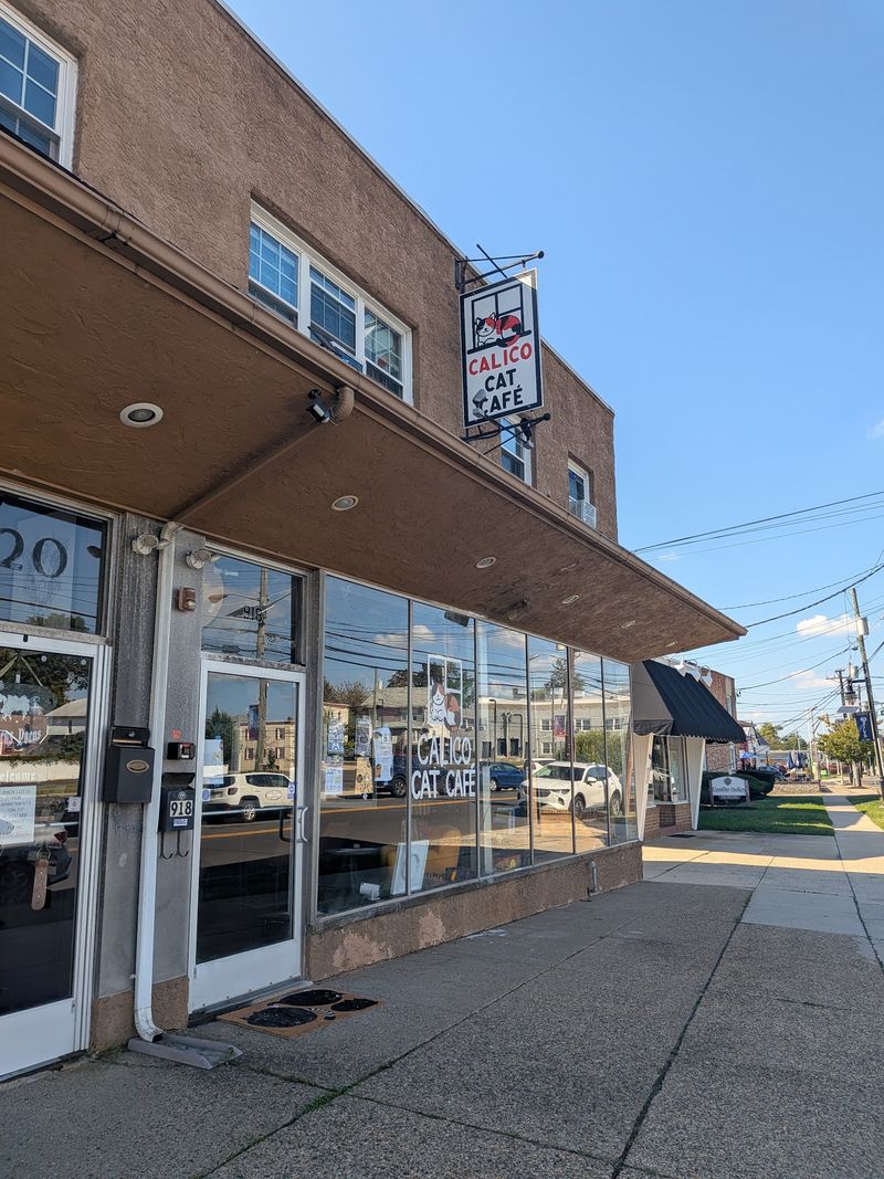 A Cat Café On The White Horse Pike Worth Pulling Over For