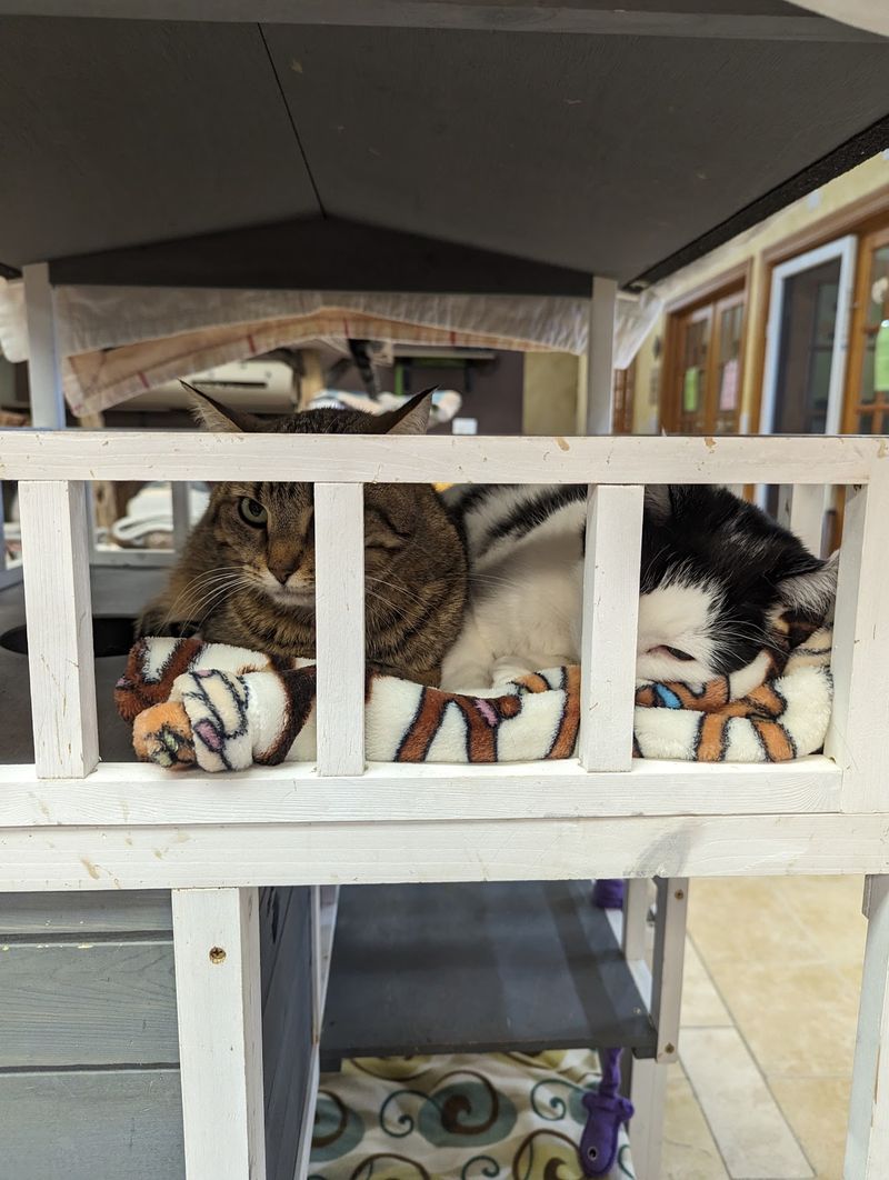 A Cat Haven on Route 31