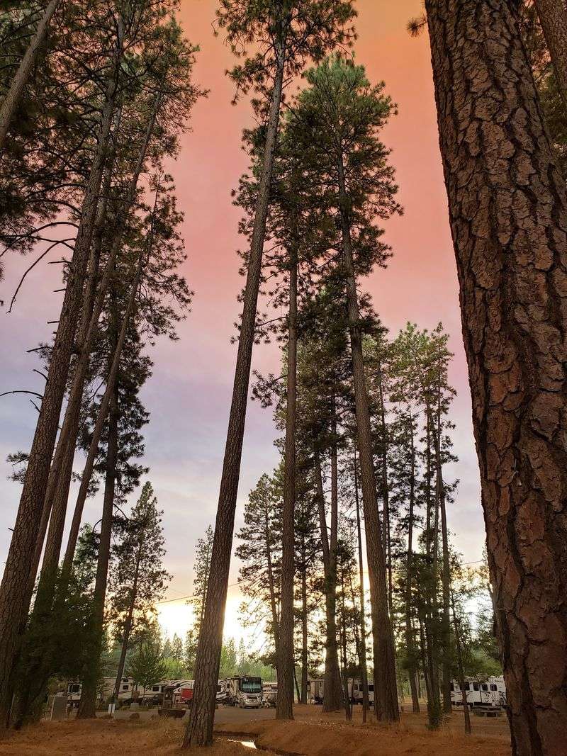 A Fairground That Lives Under A Ponderosa Canopy