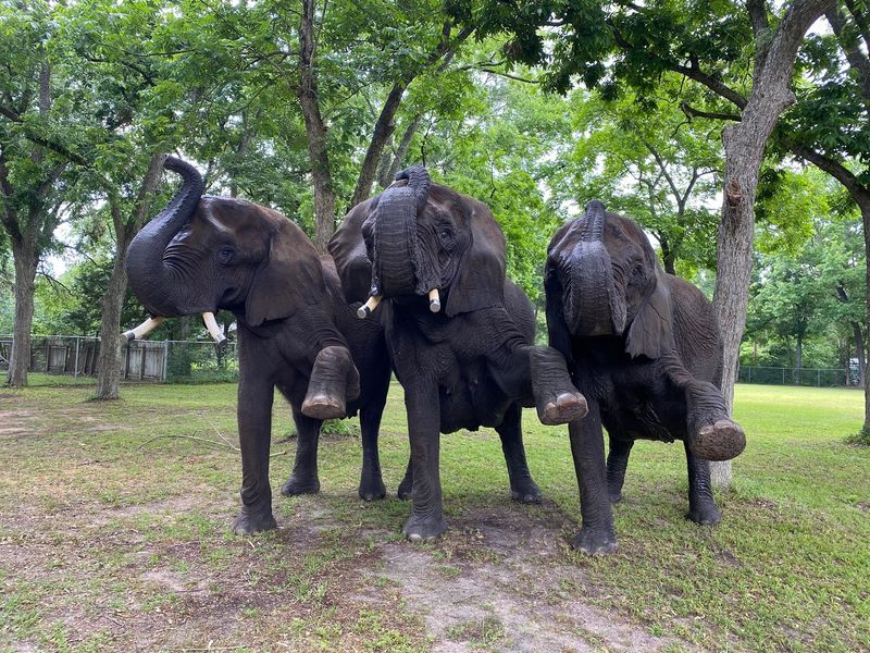 A Family Elephant Farm on Highway 105