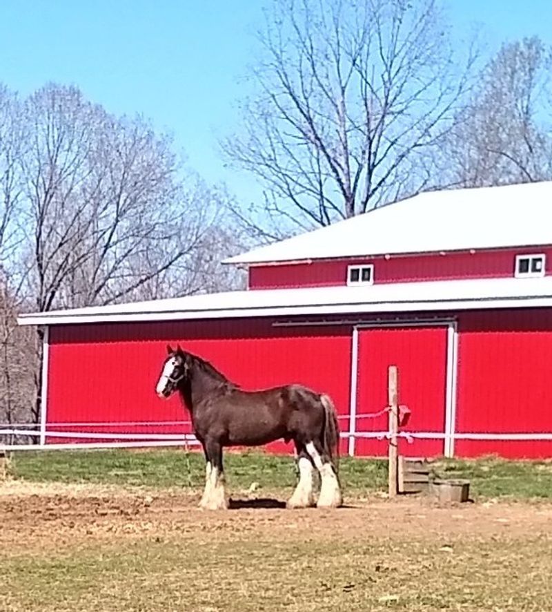 A Family Farm Where the Horses Outsize Everyone