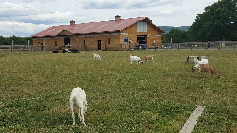 A Farm Where The Animals Finally Get To Grow Old A Farm Where The Animals Finally Get To Grow Old