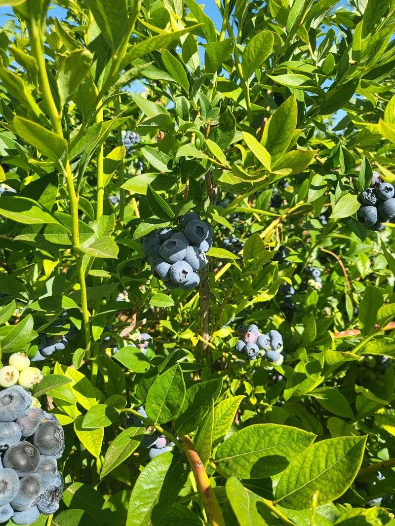 A Few Picking Tricks Make Your Bucket Fill Faster