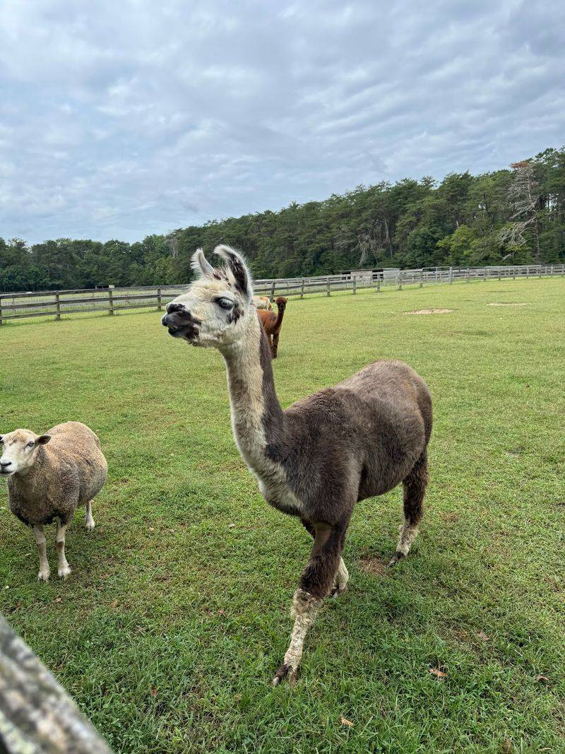 A Free Saturday Farm In The Quiet Corner Of Cumberland County A Free Saturday Farm In The Quiet Corner Of Cumberland County