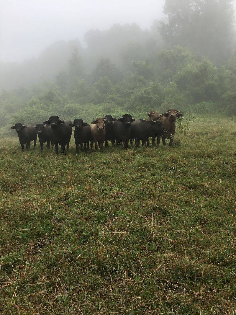 A Herd Of Water Buffalo Lives In The Musconetcong River Valley