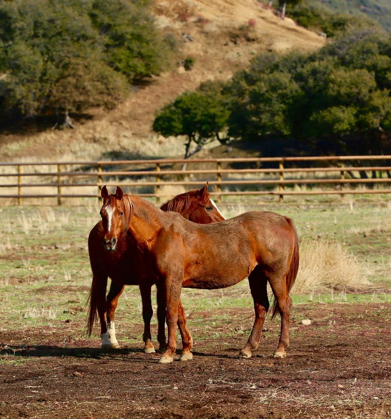 A Mountain Ranch Where The Animals Run The Welcome Committee