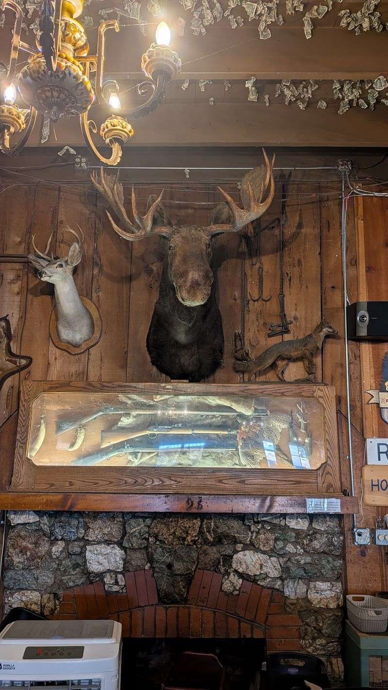 A Natural History Display And A Few Mysterious Holes