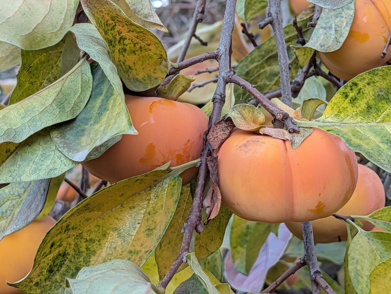A Persimmon Grove That Keeps Autumn Glowing