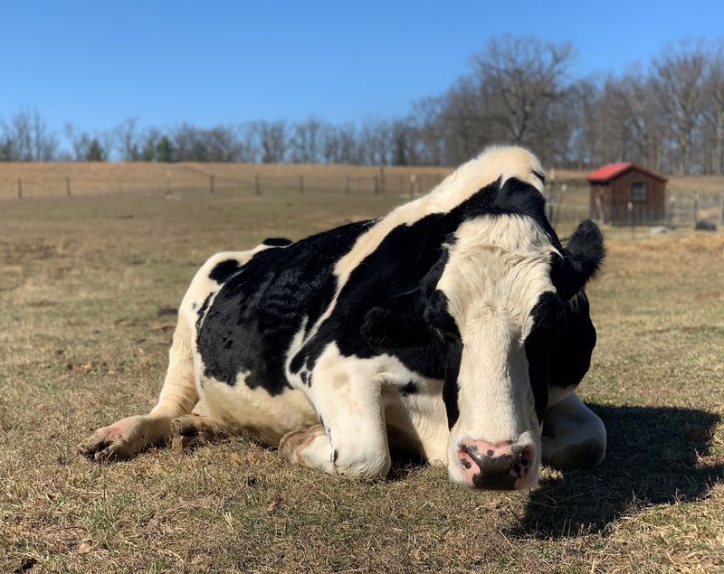 A Shenandoah Valley Haven Where the Animals Run the Show A Shenandoah Valley Haven Where the Animals Run the Show