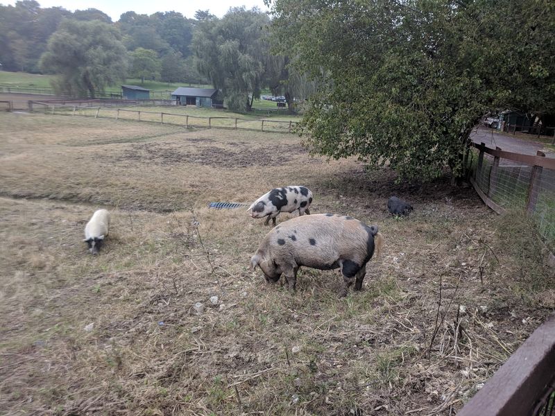A Weekend Farm Where Rescued Animals Call The Shots A Weekend Farm Where Rescued Animals Call The Shots