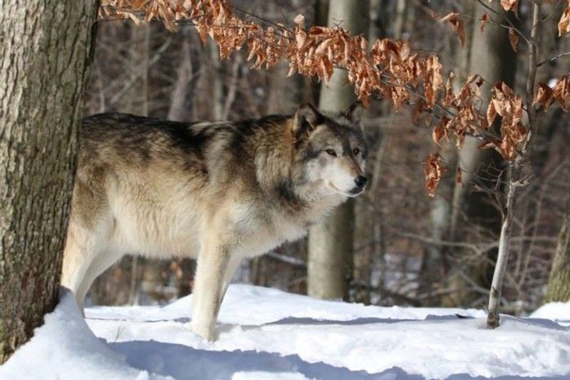 A Wolf Sanctuary in the Delaware Water Gap Hills