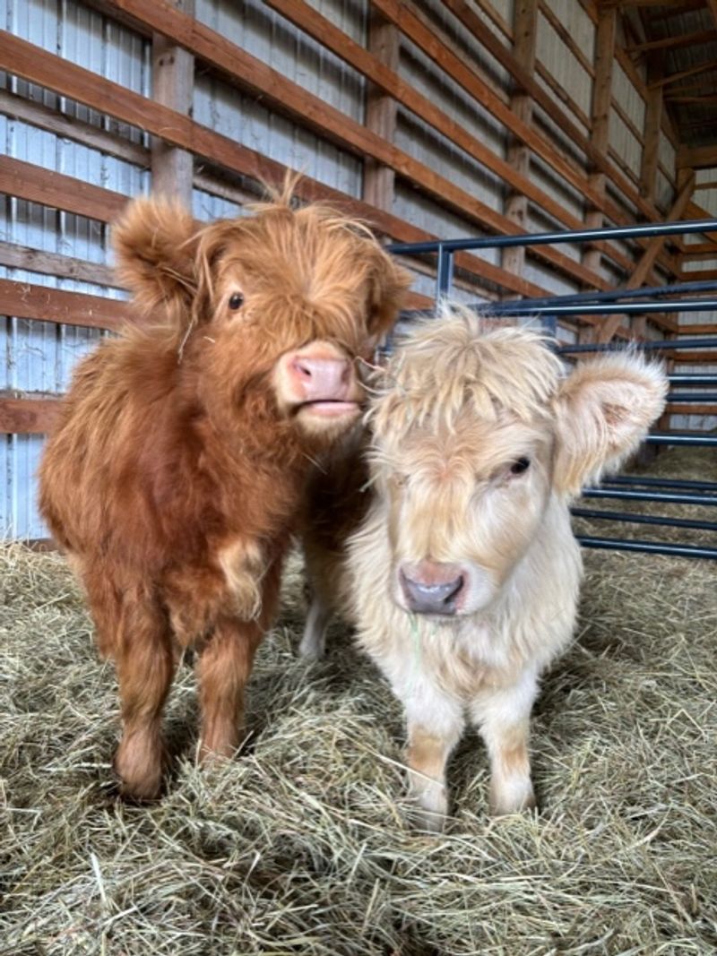 A Working Hay Farm With A Very Fluffy Side Gig A Working Hay Farm With A Very Fluffy Side Gig