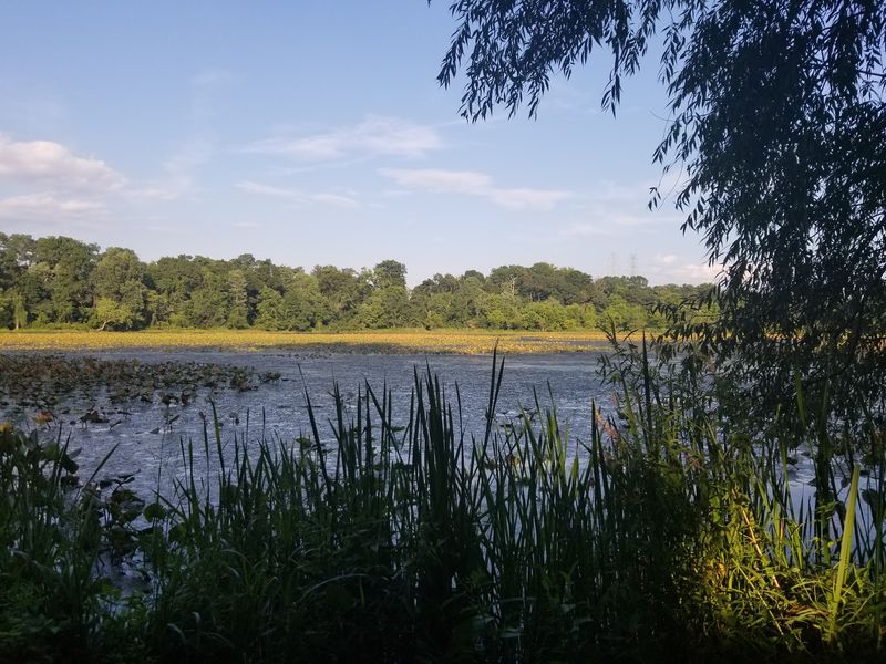 Abbott Marshlands - Roebling Park: Spring Lake