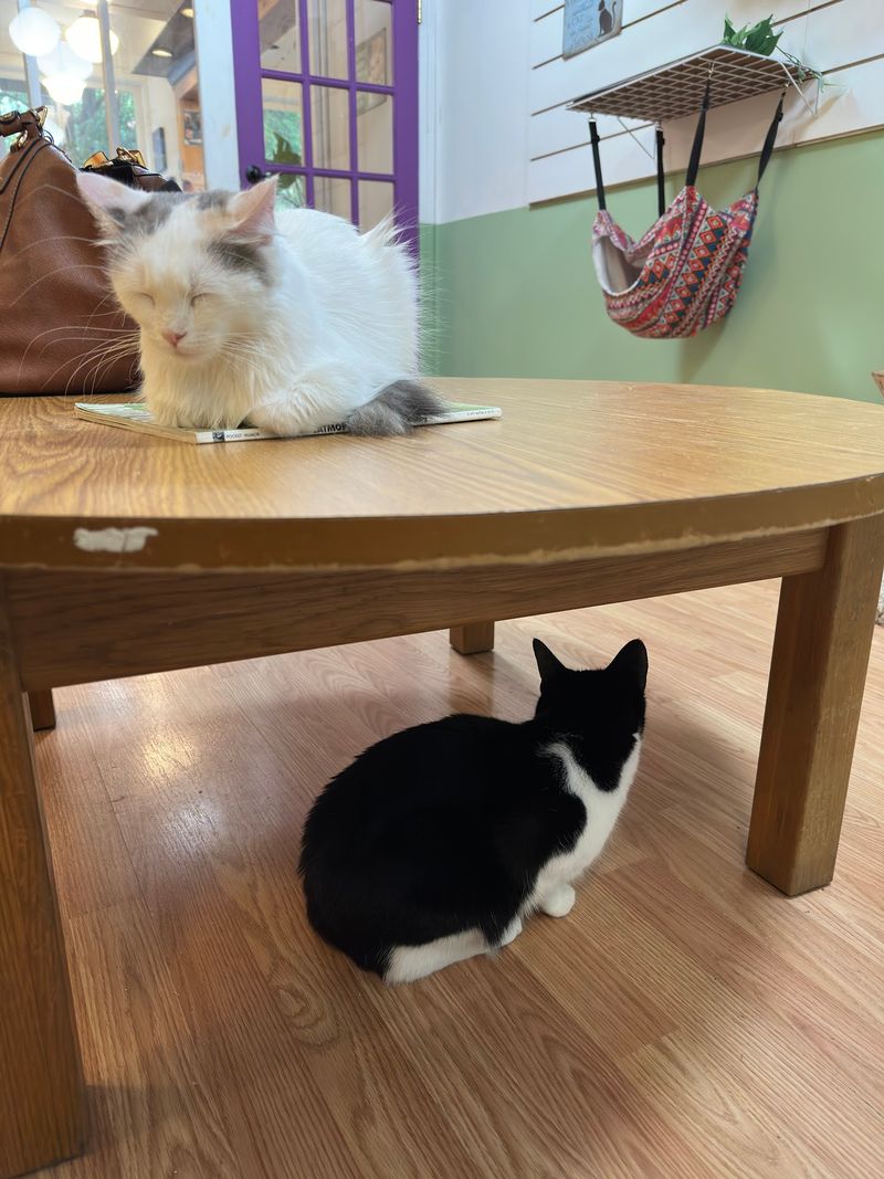 Alley Cat Cafe Alley Cat Cafe