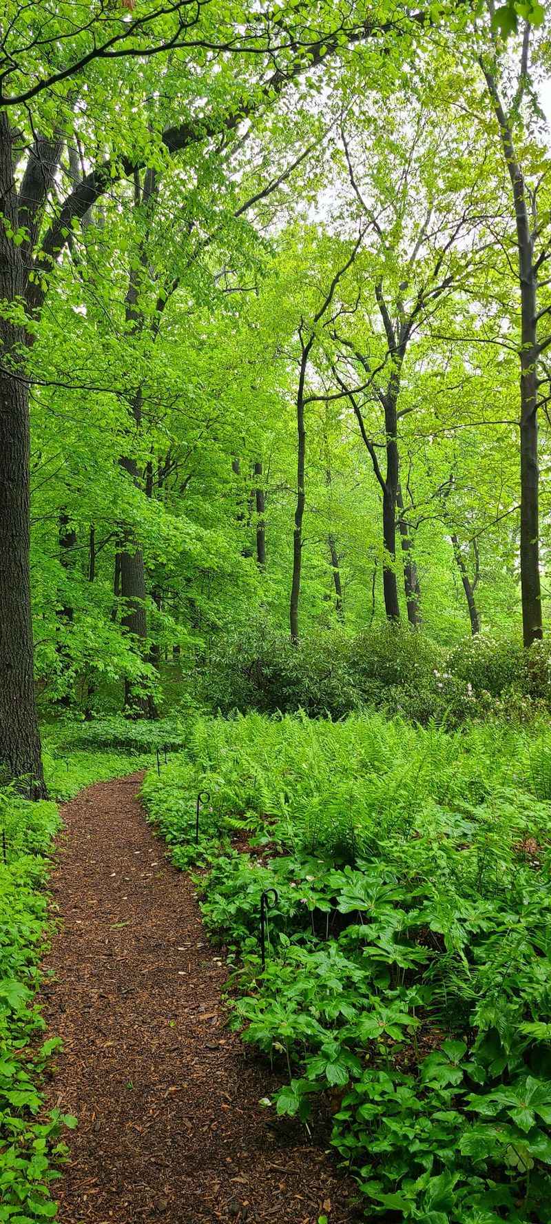 An Ancient Forest Sitting Inside One Of America's Great Gardens An Ancient Forest Sitting Inside One Of America's Great Gardens