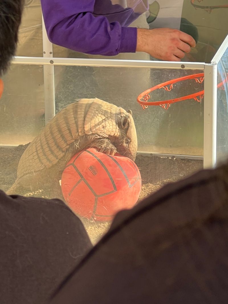 An Armadillo With A Jump Shot Steals The Show An Armadillo With A Jump Shot Steals The Show