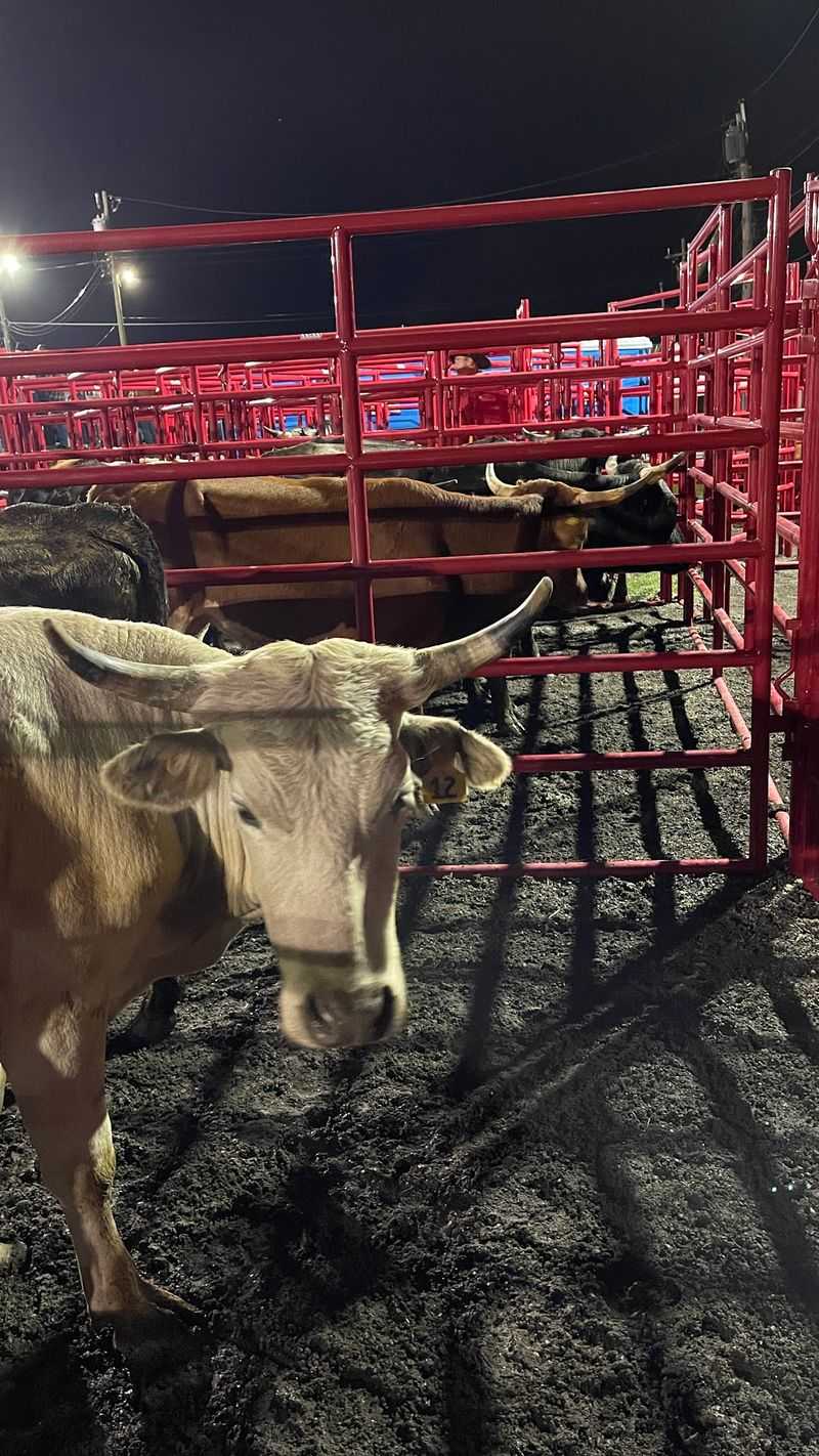 An August Night Built Only For Bulls