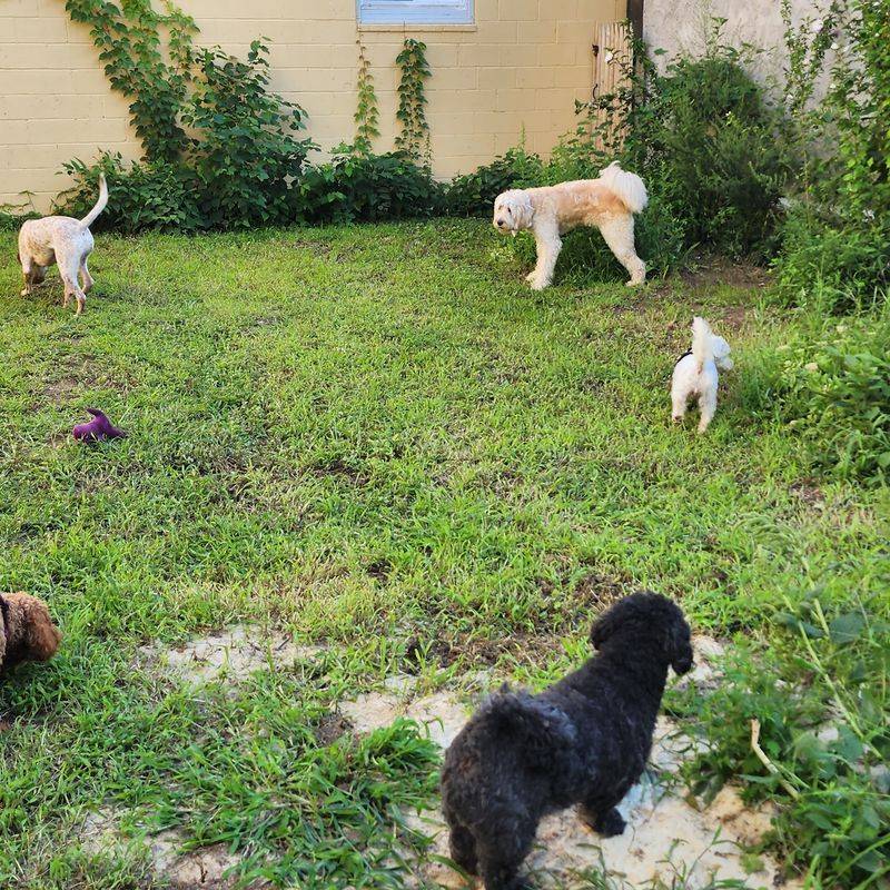 An Enclosed Backyard For Zoomies And Splash Sundays An Enclosed Backyard For Zoomies And Splash Sundays