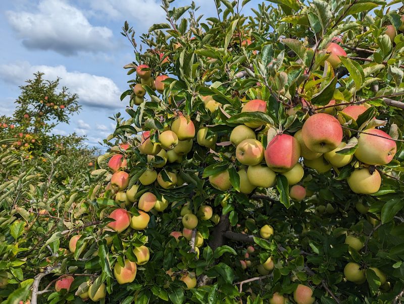 Apple Trees Heavy With Fruit And Peaches To Match