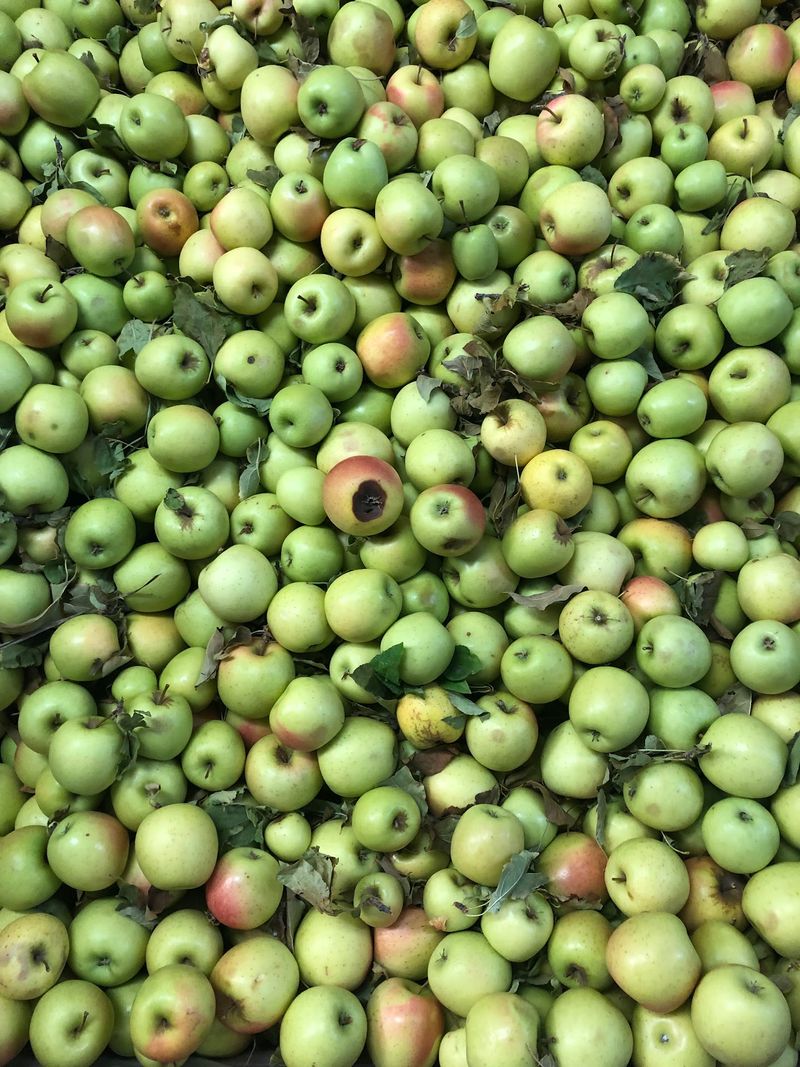 Apple Varieties You Won't Spot At The Supermarket Apple Varieties You Won't Spot At The Supermarket