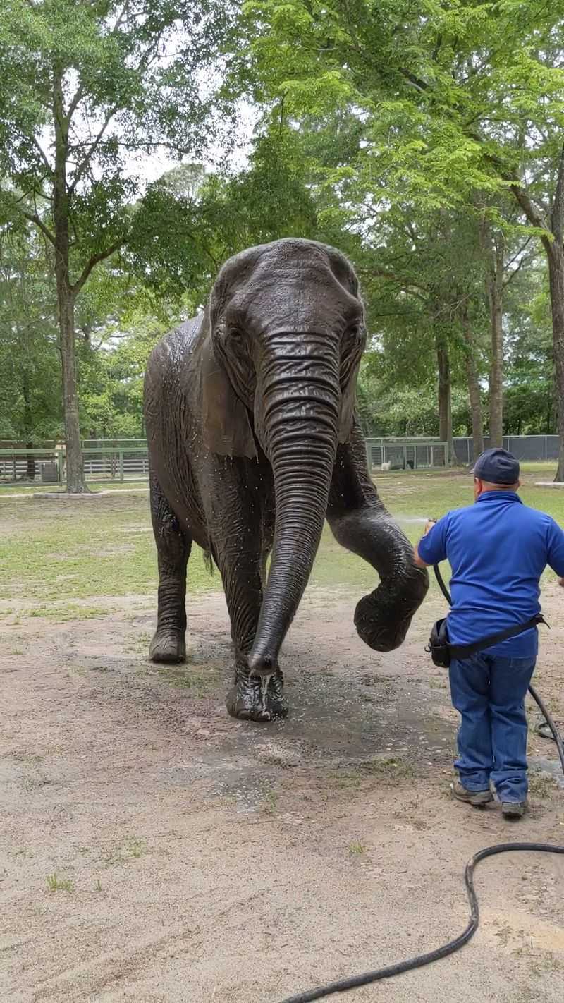 Bath Day, Elephant Style