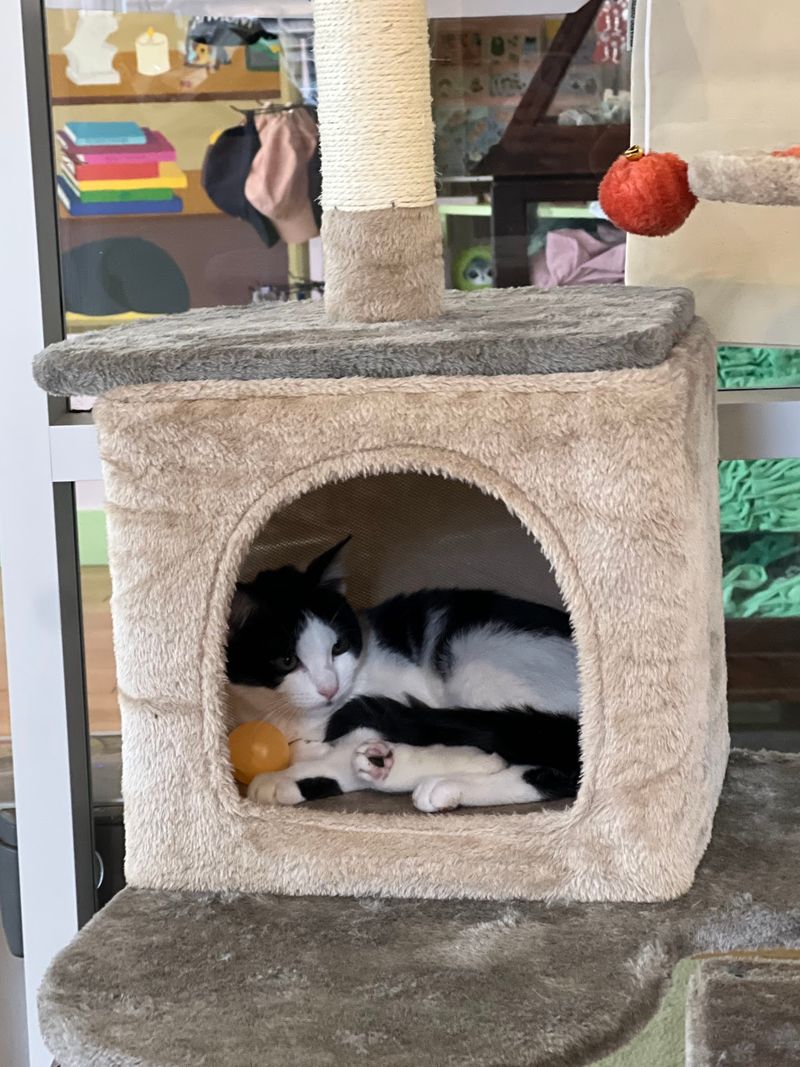 Beans Cat Cafe Beans Cat Cafe