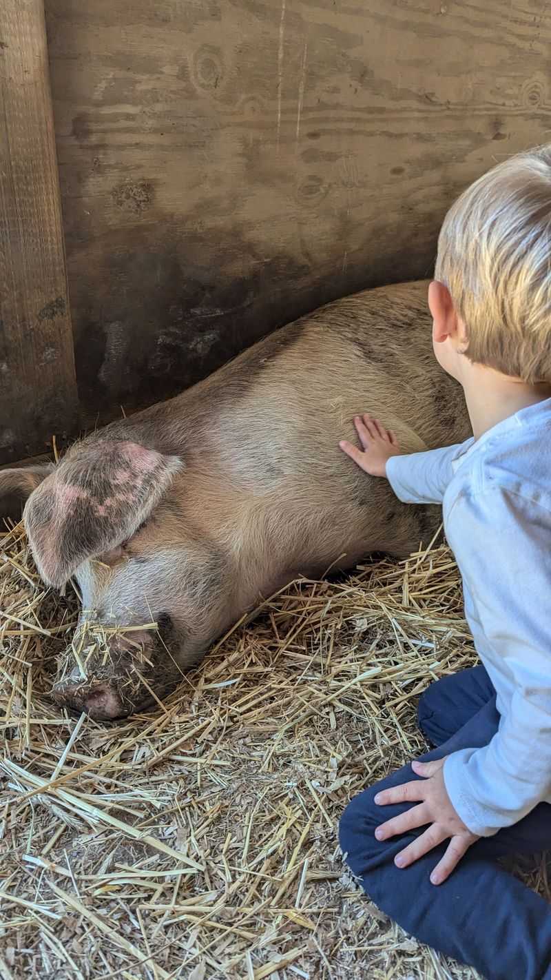 Belly Rubs Are A Serious Business For The Pigs Belly Rubs Are A Serious Business For The Pigs
