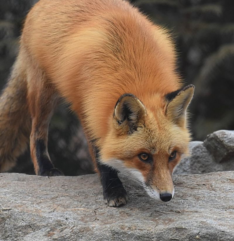 Bobcats, Foxes and a Lynx Steal Some Spotlight