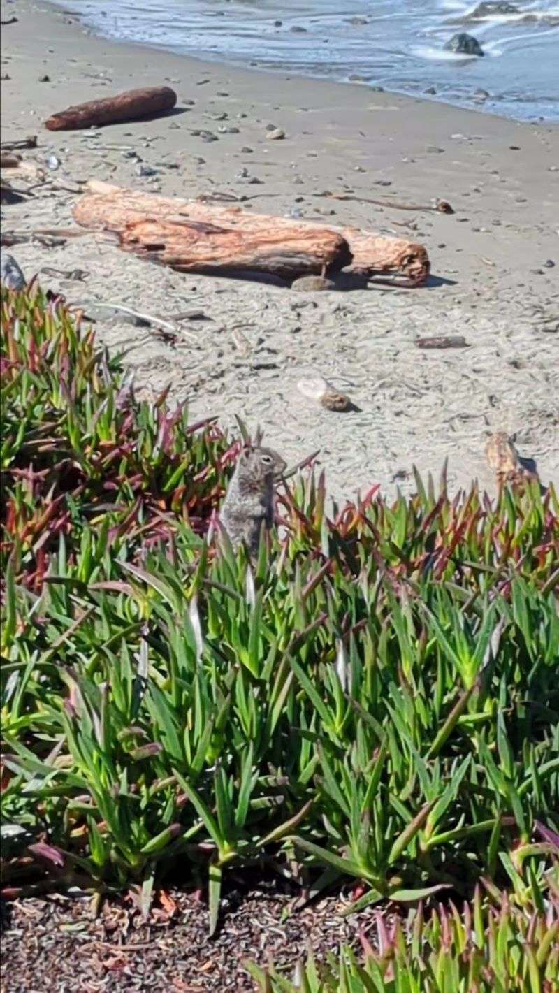 Bold Ground Squirrels Who Think They Run The Place Bold Ground Squirrels Who Think They Run The Place