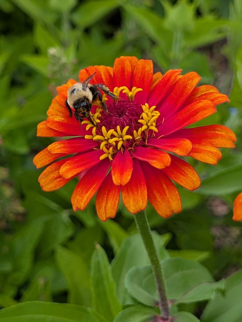 Bright Flower Beds Buzzing With Bees And Butterflies Bright Flower Beds Buzzing With Bees And Butterflies