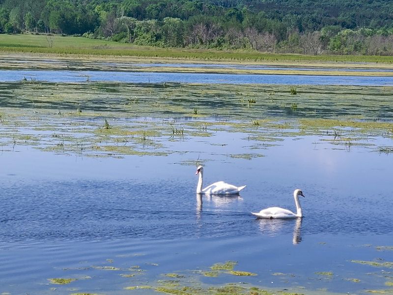 Bring Binoculars, Because The Bird List Gets Wild