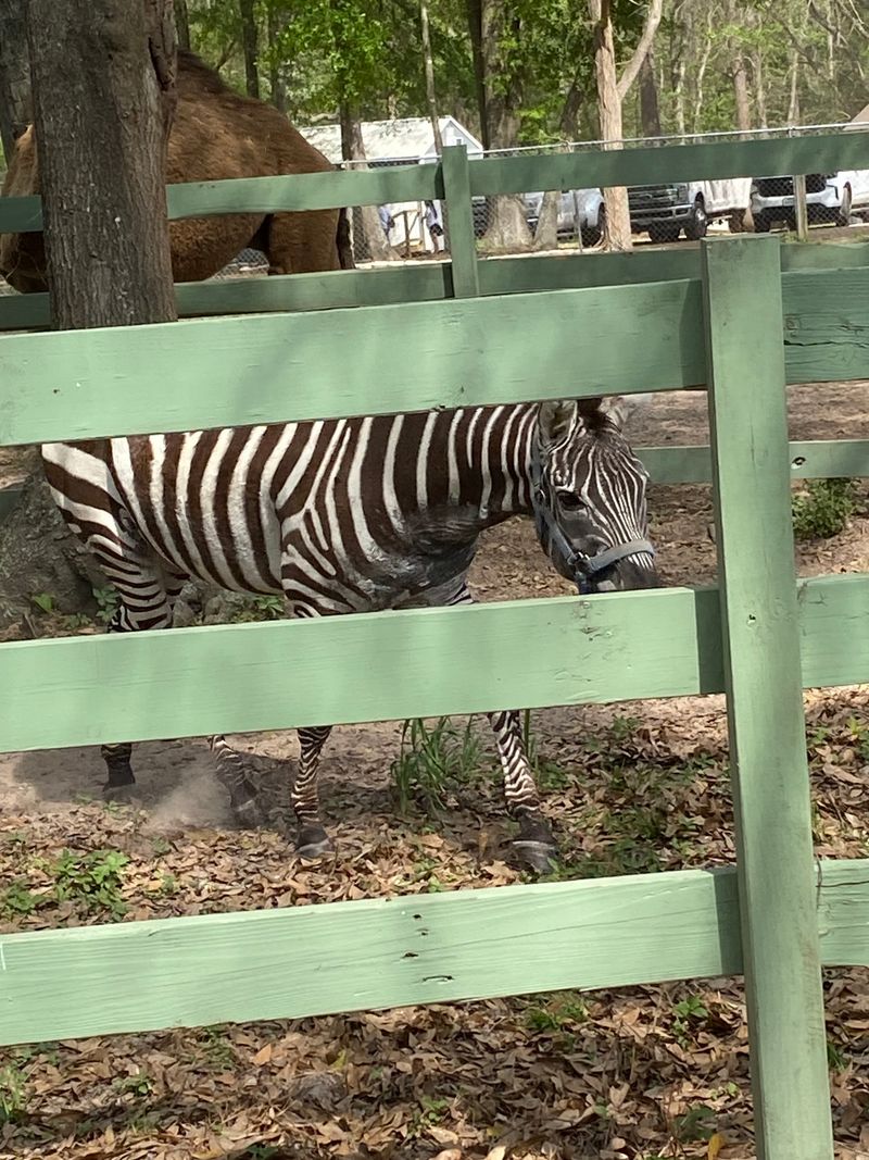 Camels, Baby Goats and One Spirited Zebra