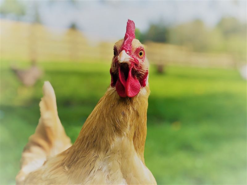 Chickens Raised The Slow And Sunny Way