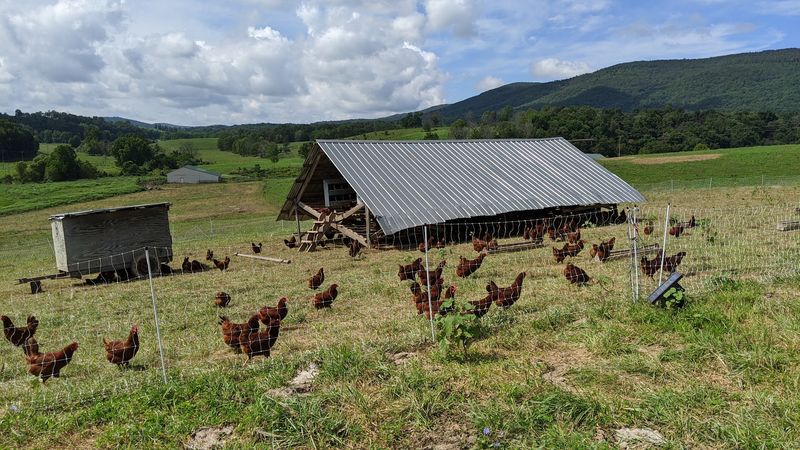 Chickens, Turkeys, Rabbits, And A Basket Of Eggs Chickens, Turkeys, Rabbits, And A Basket Of Eggs