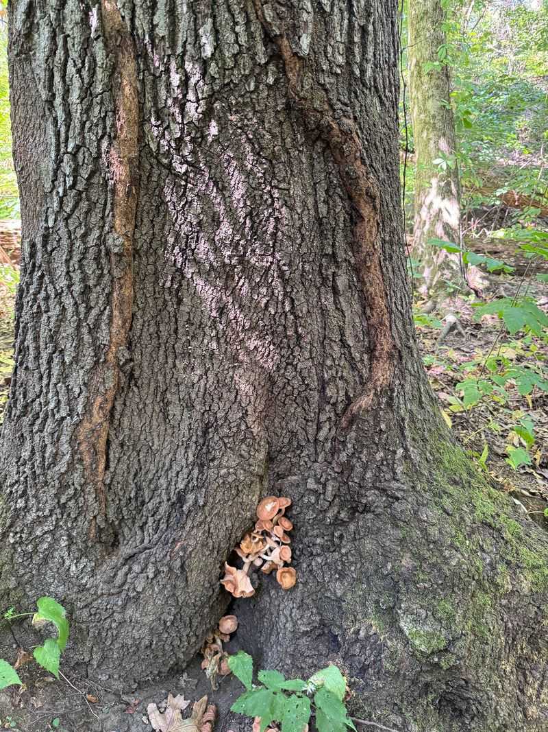 Chipmunks, Songbirds, And Fungi Stealing The Show Chipmunks, Songbirds, And Fungi Stealing The Show