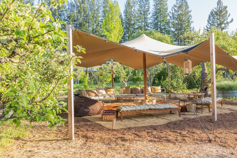 Cider Samples, Willow Shade, And Room To Linger