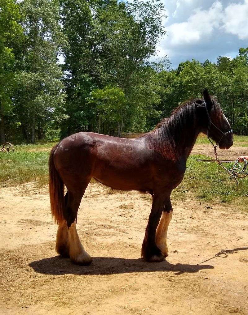 Clydesdales Bring the Flash and the Feathers